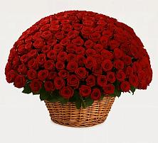 251 Премиум красная роза #REPLACE_PRED# Калининграде Премиум букет из: Розы #REPLACE_PRED# Калининграде